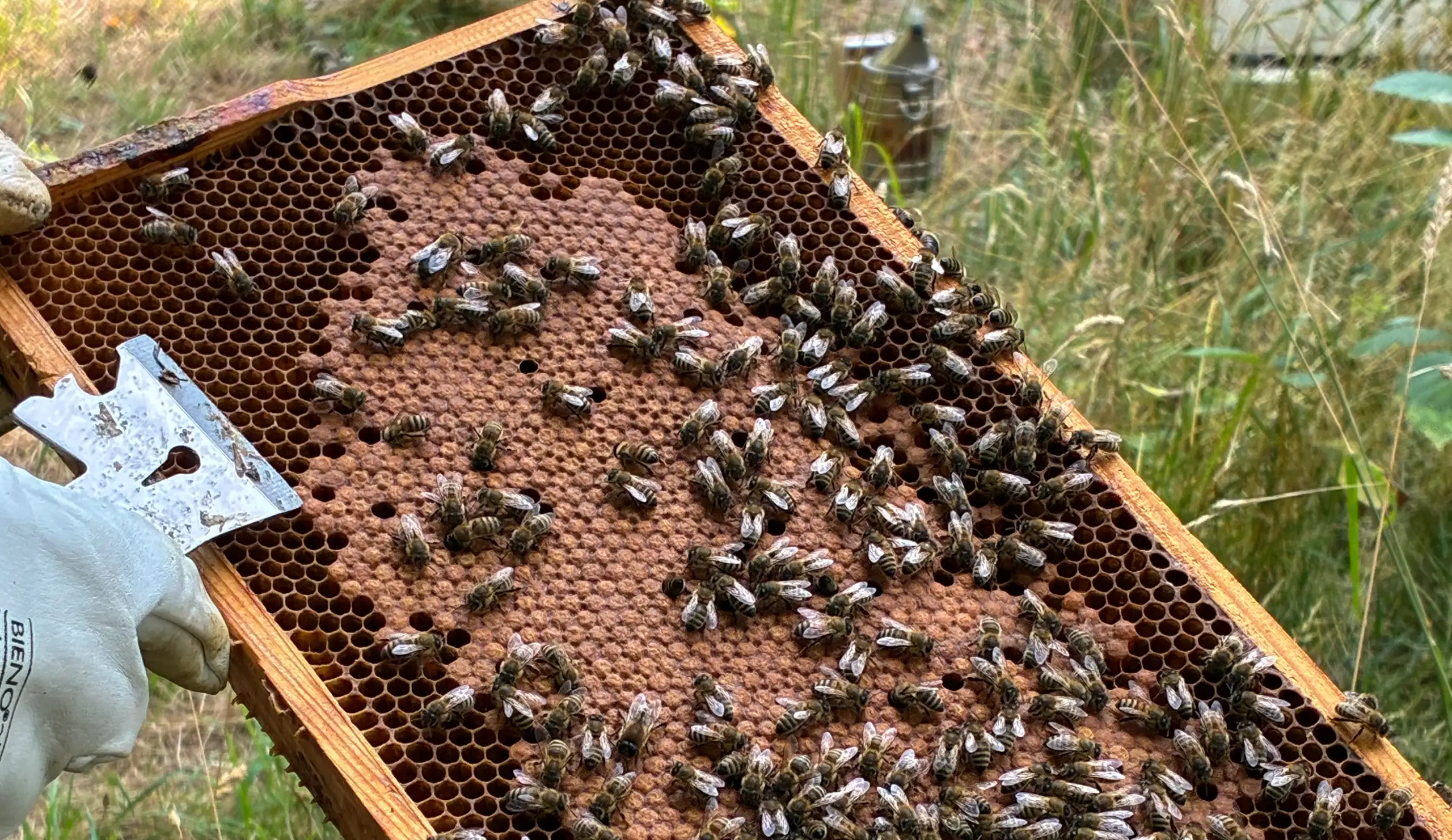 Bienenwaage